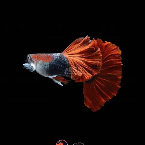 Cá 7 Màu Red Rose: Hướng Dẫn Nuôi, Chăm Sóc Toàn Diện