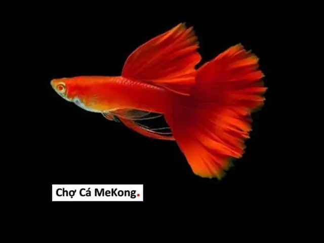 Cá 7 Màu Red Rose: Hướng Dẫn Nuôi, Chăm Sóc Toàn Diện Cá 7 Màu Red Rose: Hướng Dẫn Nuôi, Chăm Sóc Toàn Diện