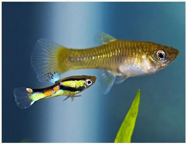 cá 7 màu ruộng