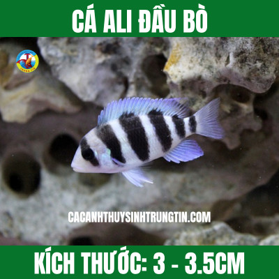 Cá Ali Đầu Bò (Frontosa) trưởng thành trong bể cá cảnh