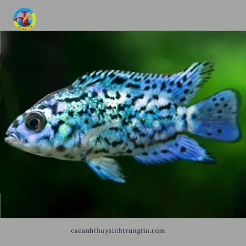 Cách Nuôi Cá Điện Quang