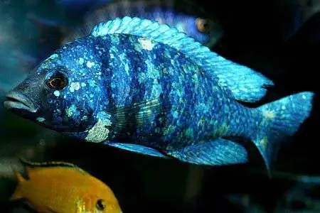 Cá Ali Lam Bảo Thạch: Đặc Điểm, Cách Nuôi và Chăm Sóc Đúng Chuẩn