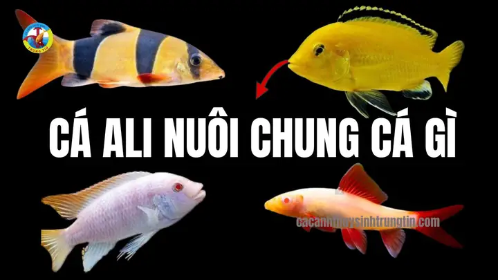 CÁ ALI NUÔI CHUNG VỚI CÁ GÌ?