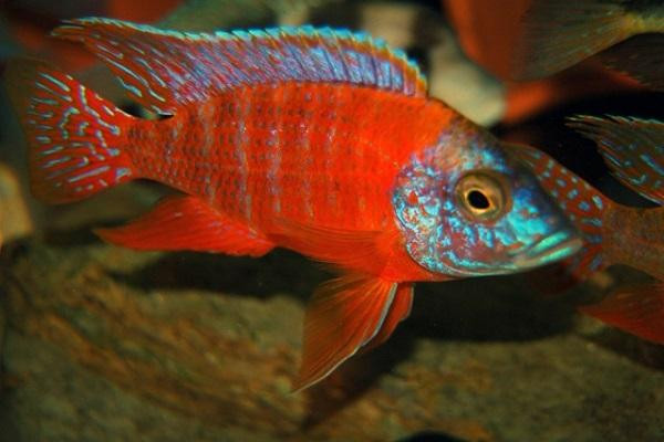 Cá Ali Ruby Red Albino với vẻ đẹp nổi bật trong bể cá