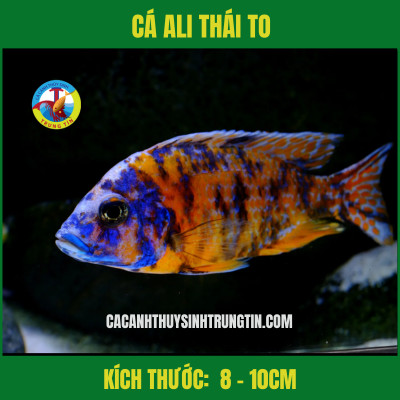 Cá Ali Thái lớn với màu sắc rực rỡ, biểu tượng của cá cảnh hớn con