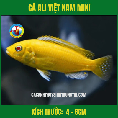 Cá Ali Việt Nam mini, lựa chọn cá cảnh đẹp giá rẻ lý tưởng cho bể nhỏ