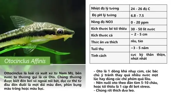 Các Loài Cá Ăn Rêu Bám Kính Giúp Bể Thủy Sinh Luôn Sạch Đẹp Các Loài Cá Ăn Rêu Bám Kính Giúp Bể Thủy Sinh Luôn Sạch Đẹp