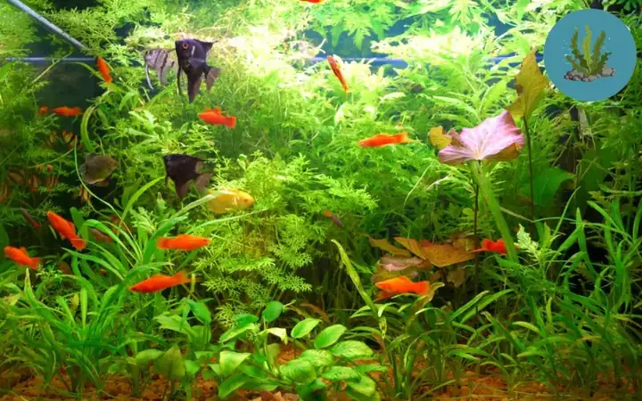Cá Ăn Rong Rêu: Tuyển Chọn Loài & Hướng Dẫn Chăm Sóc Cho Bể Thủy Sinh