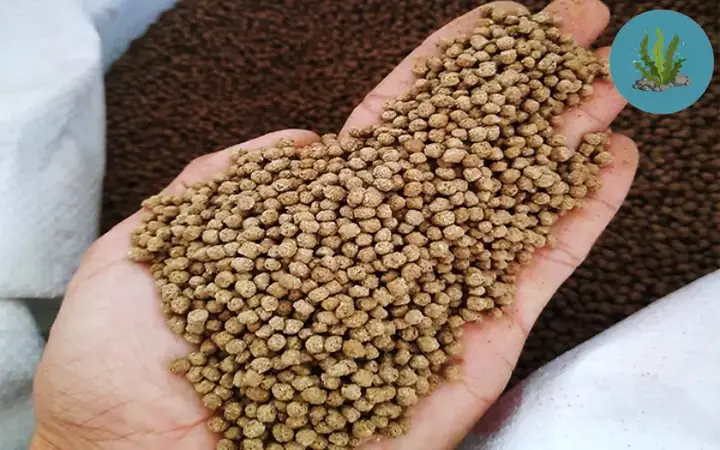 Cá Ăn Rong Rêu: Tuyển Chọn Loài & Hướng Dẫn Chăm Sóc Cho Bể Thủy Sinh