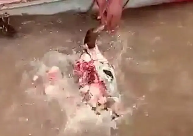cá ăn thịt người