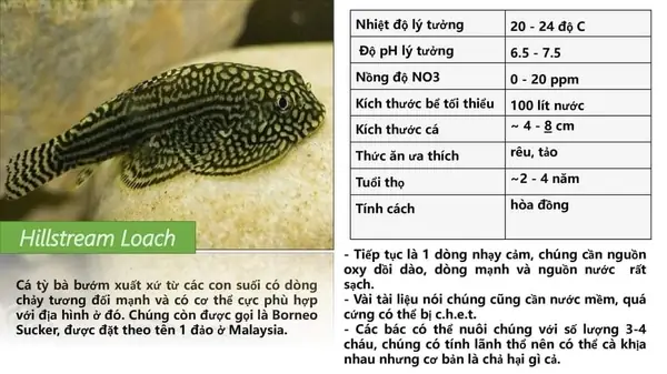 Cá Ăn Thức Ăn Thừa: Nguyên Nhân, Hậu Quả Và Cách Phòng Ngừa