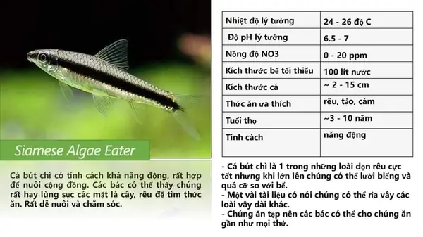 Cá Ăn Thức Ăn Thừa: Nguyên Nhân, Hậu Quả Và Cách Phòng Ngừa