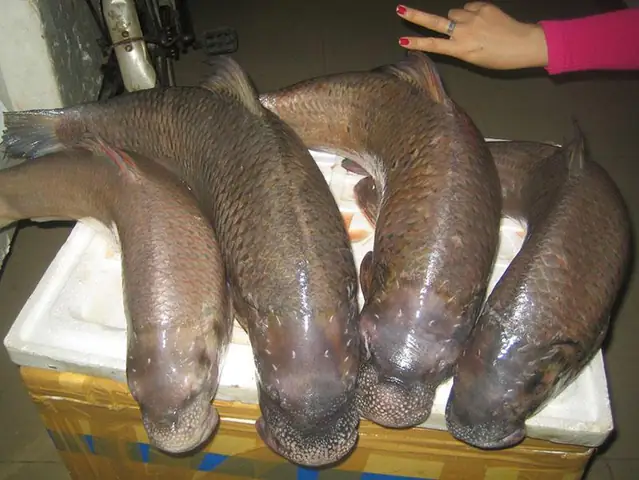 cá anh vũ đầu vàng