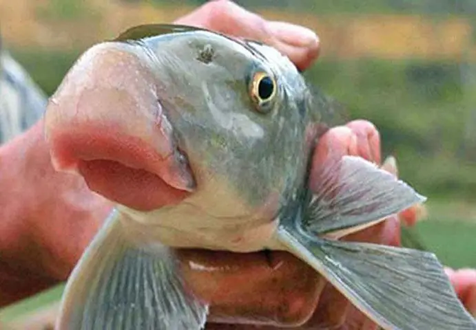 cá anh vũ đầu vàng