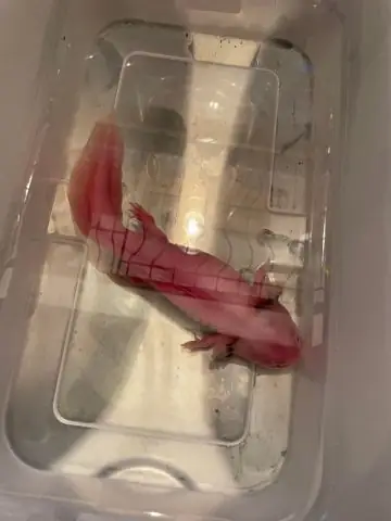 Cá Axolotl Có Đổi Màu Không? Giải Mã Hiện Tượng Thú Vị Này