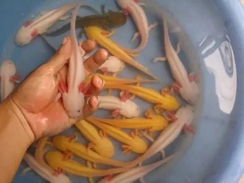 Cá Axolotl Có Đổi Màu Không? Giải Mã Hiện Tượng Thú Vị Này
