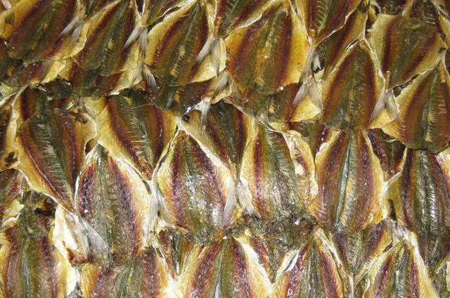 Cá Ba Chỉ Vàng: Đặc Điểm, Môi Trường Sống và Cách Chăm Sóc