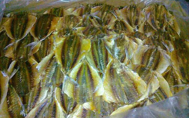 Cá Ba Chỉ Vàng: Đặc Điểm, Môi Trường Sống và Cách Chăm Sóc