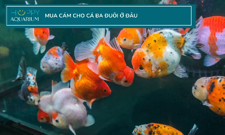 Thức Ăn Cho Cá Ba Đuôi Tốt Nhất