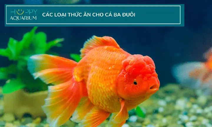 Cá Ba Đuôi Ăn Gì? Loại Cám Cho Cá Ba Đuôi