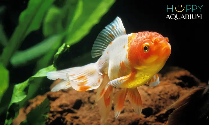 cá ba đuôi đầu lân