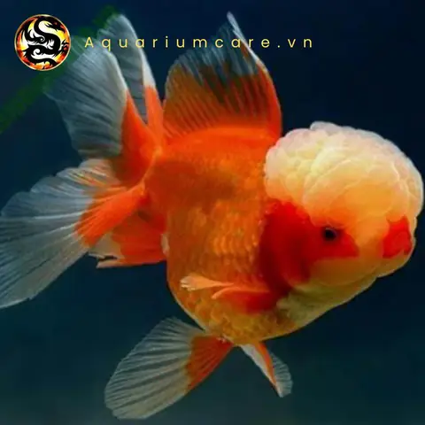 Điều kiện sống phù hợp và cách chăm sóc cá ba đuôi đầu sư tử