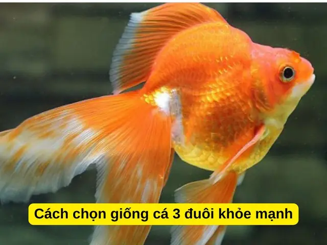 Cá Ba Đuôi Nhỏ: Hướng Dẫn Nuôi Và Chăm Sóc Toàn Diện