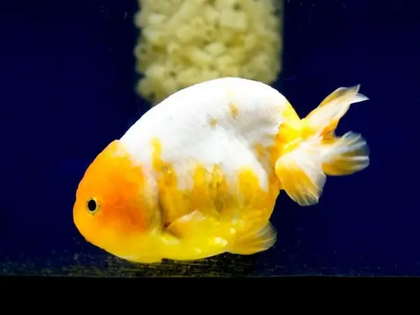 Cá ba đuôi Ranchu giá bao nhiêu tiền?