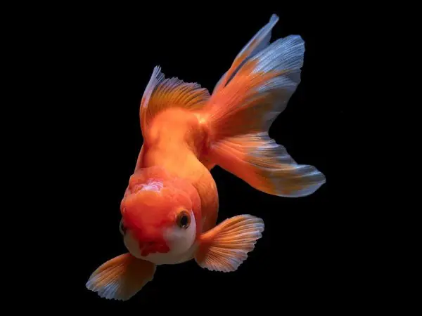 Giới thiệu về cá ba đuôi Ranchu