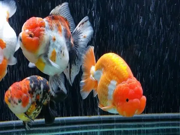 Một số điều cần lưu ý khi nuôi cá Ranchu