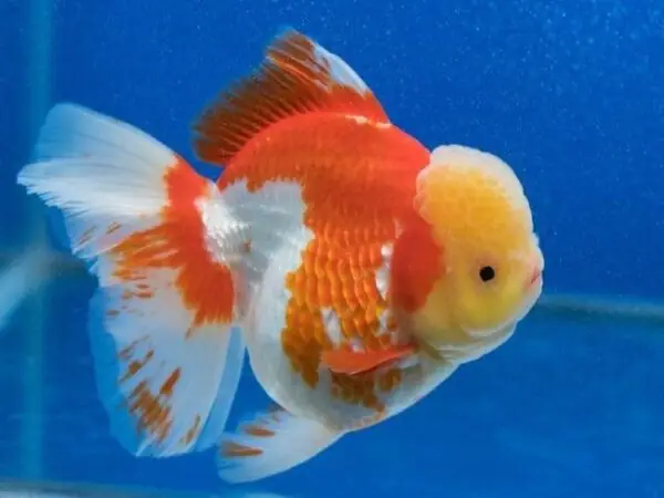 Cá Ranchu Lionhead