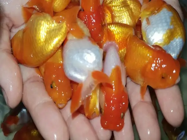 Làm thế nào để có thể nuôi cá ba đuôi Ranchu đúng cách?