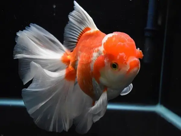 Cá Ranchu Oranda