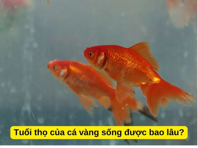 Cá Ba Đuôi Sống Được Bao Lâu? Yếu Tố Ảnh Hưởng & Cách Nuôi Lâu