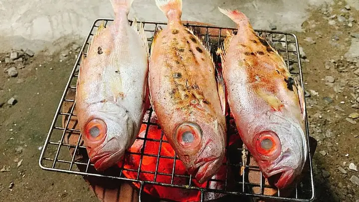 Cá Bã Trầu Ăn Gì? Hướng Dẫn Chế Độ Dinh Dưỡng Toàn Diện