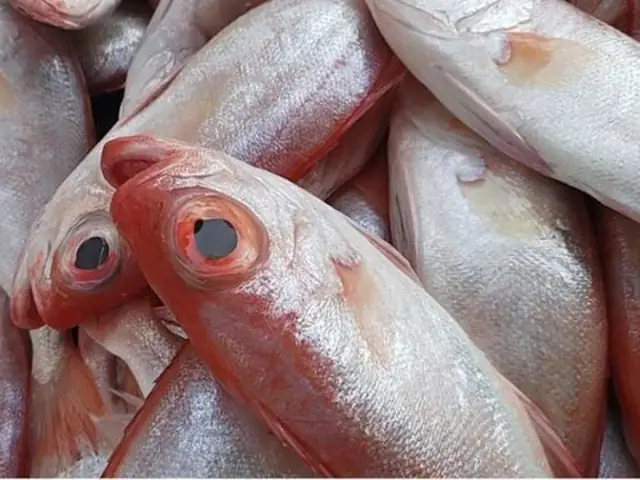 Cá Bã Trầu Ăn Gì? Hướng Dẫn Chế Độ Dinh Dưỡng Toàn Diện