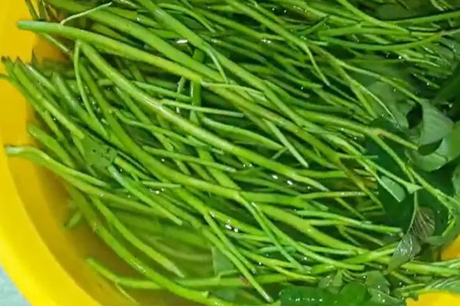 Cá bã trầu là cá gì? Đặc điểm, giá trị dinh dưỡng và cách chế biến