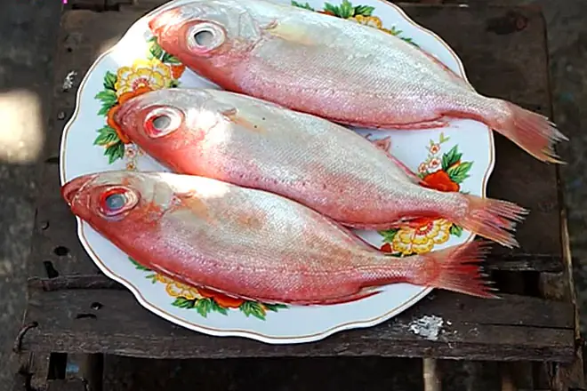 Cá bã trầu là cá gì? Đặc điểm, giá trị dinh dưỡng và cách chế biến