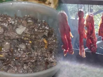 Cá Bạc Đầu Ăn Gì? Chế Độ Dinh Dưỡng Toàn Diện