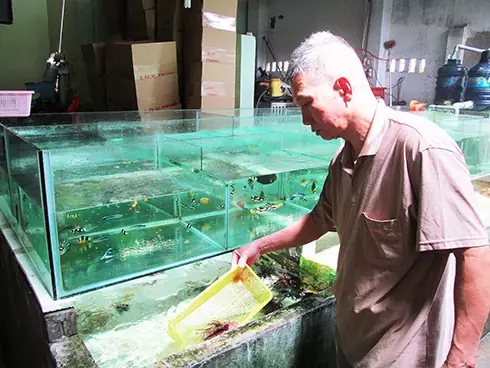 "Giải cứu" cá… bắp nẻ xanh