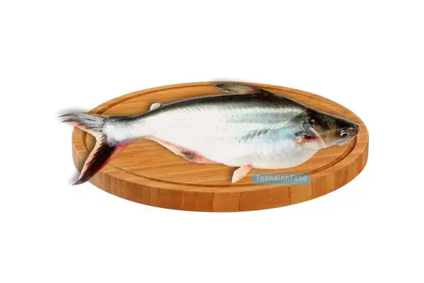 Cá basa là cá gì?