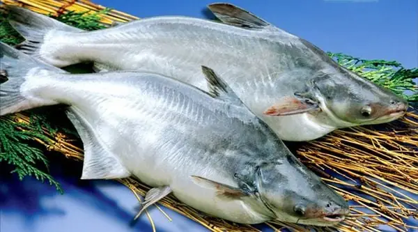 Phân Biệt Cá Basa Và Cá Saba: Chọn Lựa Thông Minh Cho Ẩm Thực