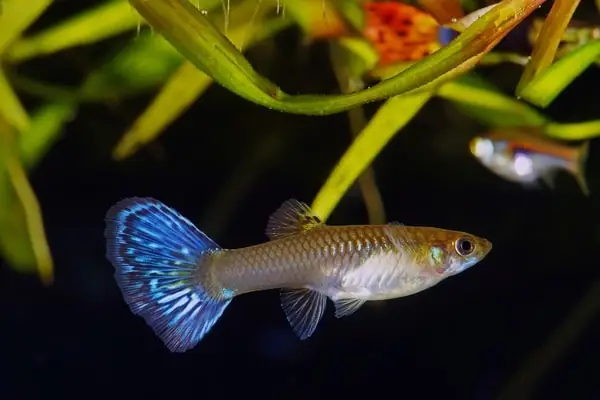 Lở Loét Ở Cá Bảy Màu: Nhận Biết, Phòng Ngừa Và Chữa Trị