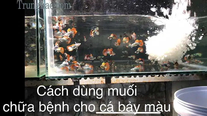 Cách 1: Dùng muối hột.