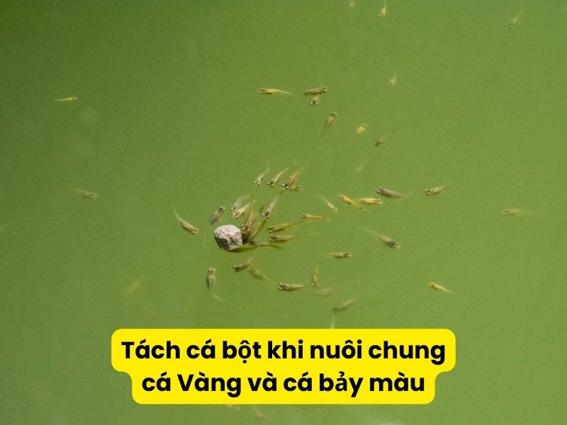 Cá bảy màu con trong hộp dưỡng, minh họa việc tách cá bột để bảo vệ chúng khỏi cá ba đuôi lớn