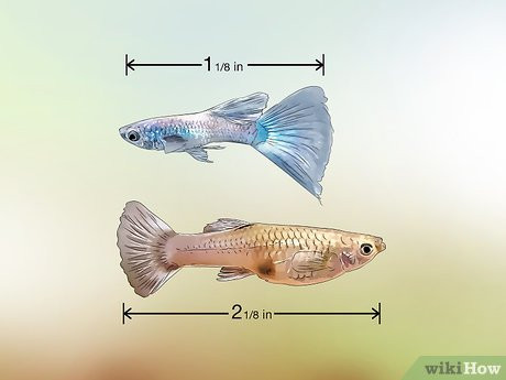 Cá bảy màu con với kích thước và màu sắc khác nhau, cho thấy sự tăng trưởng không đồng đều giữa các cá thể non.