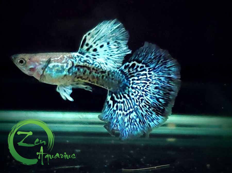 Cá bảy màu đang bị bệnh hoặc căng thẳng, ảnh hưởng đến tuổi thọ của cá