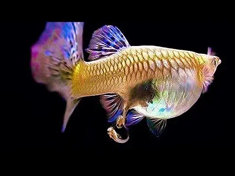 cá bảy màu đẻ trứng hay đẻ con