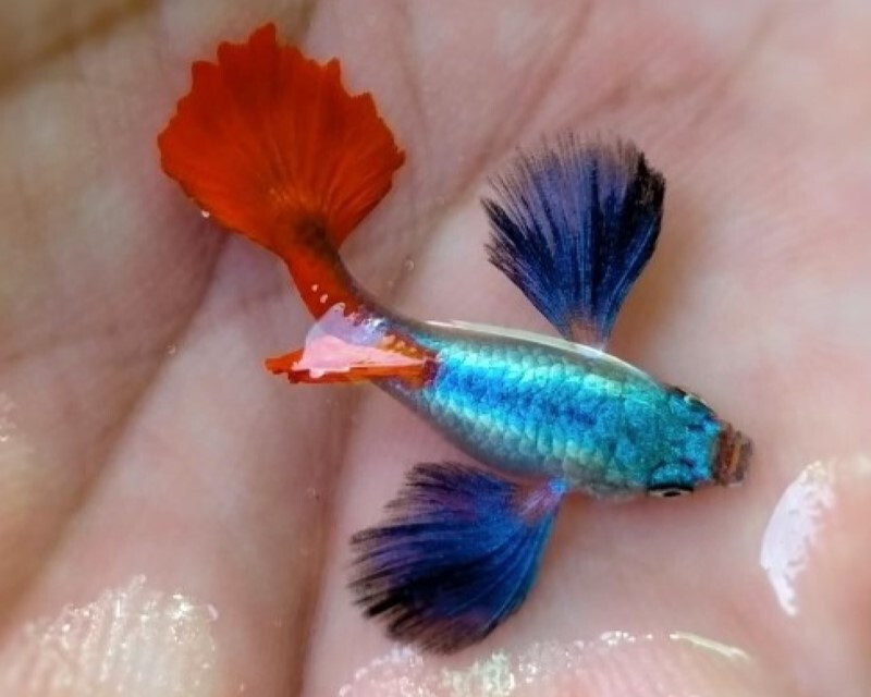 Cá bảy màu dumbo big ear trưởng thành với vây ngực lớn