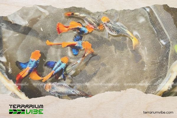 Cá bảy màu Dumbo Koi bơi theo đàn trong bể thủy sinh